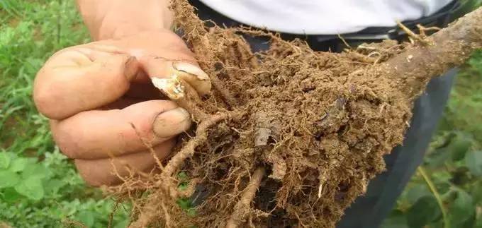 1495342176725558.jpg 微信圖片_20170521124908.jpg