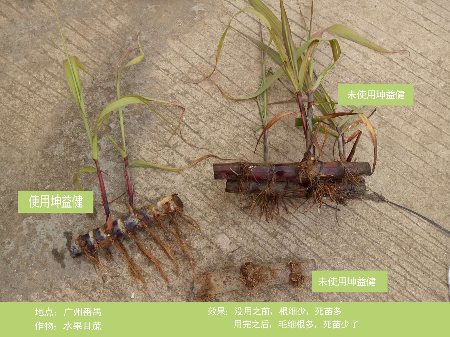 1525684588106753.jpg 甘蔗.jpg