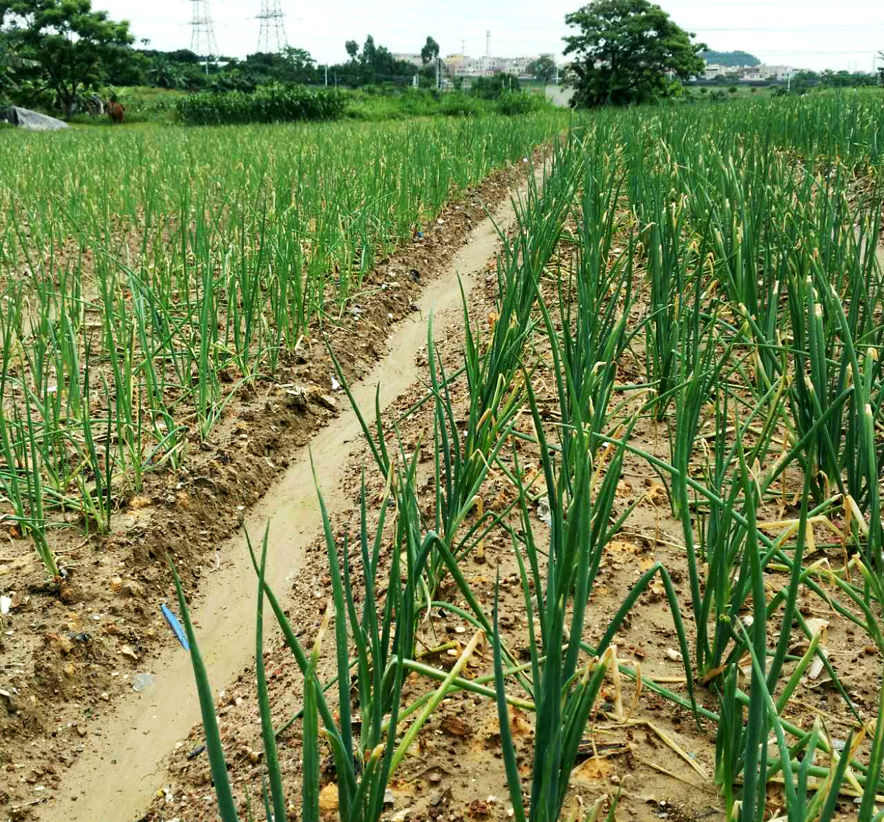 1527753494637128.jpg 蔥1.jpg