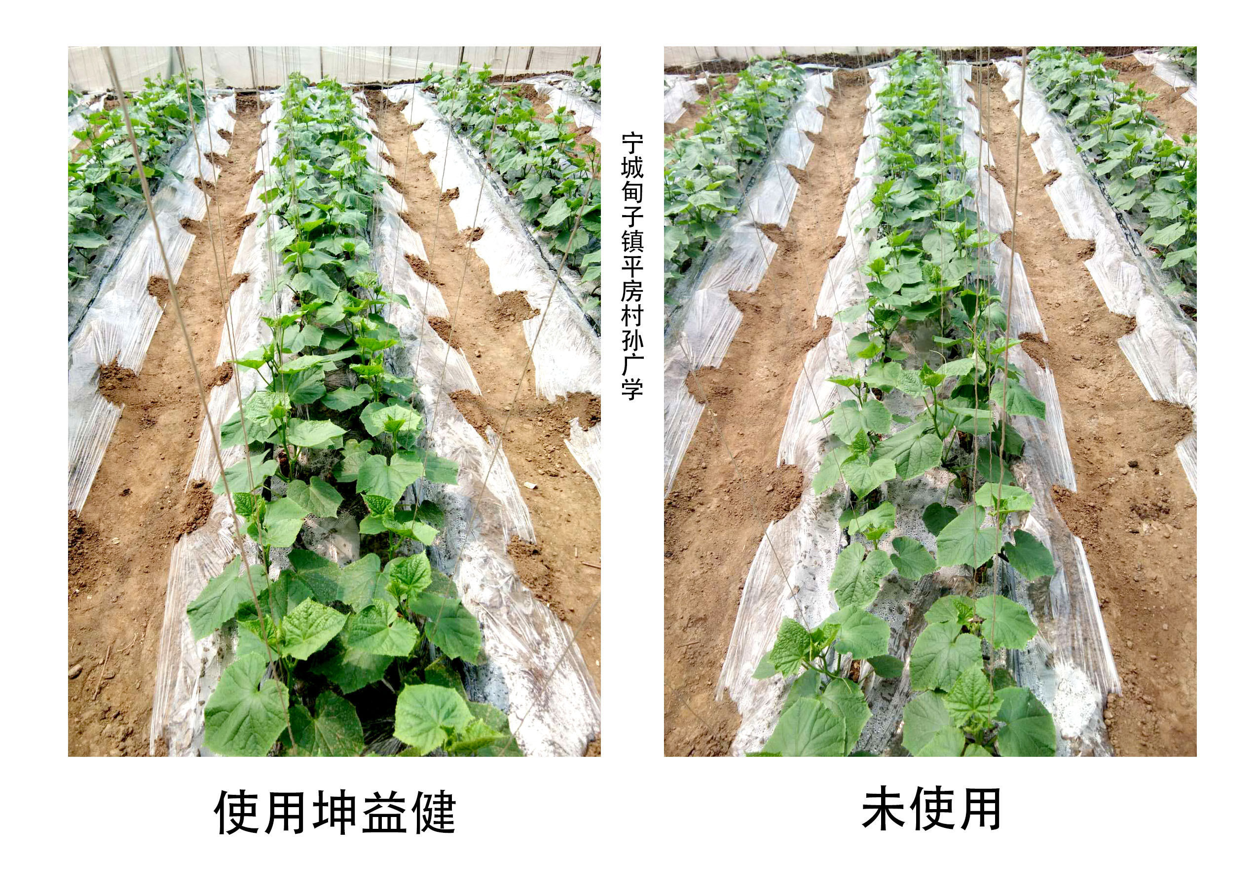 1527753604539489.jpg 黃瓜對(duì)比圖.jpg