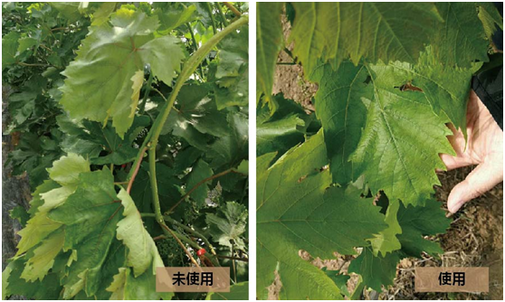 1583135307565490.png 32[2@25PKO}I_H8YK%)7(}M.png