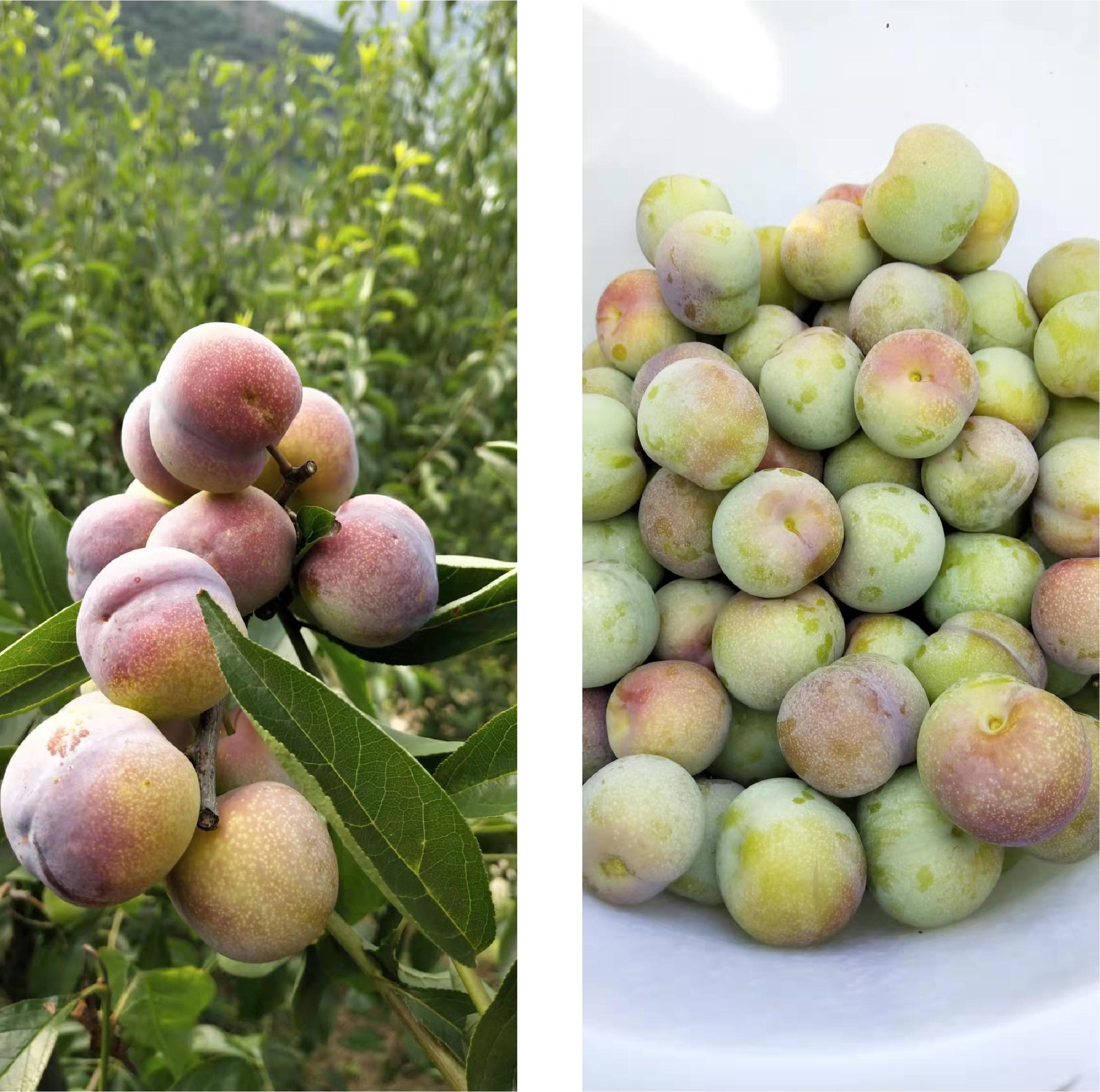 1583208410865232.jpg 6-01.jpg