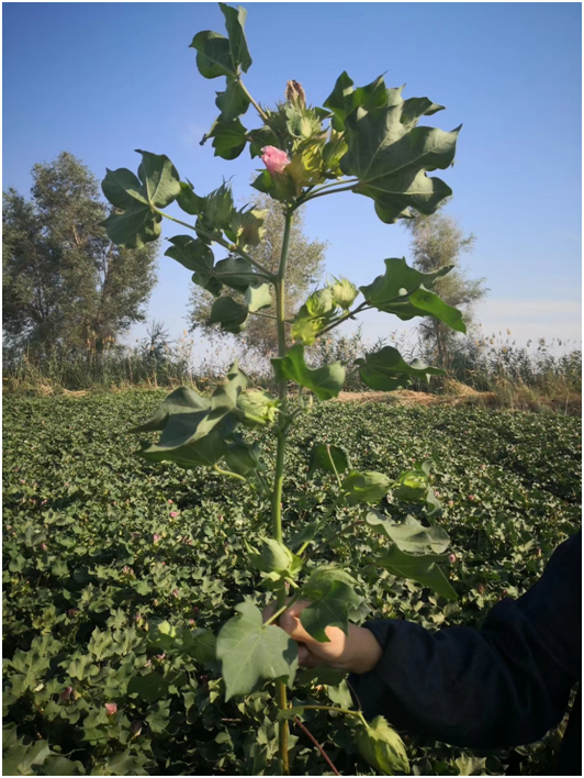 1583214635905174.png NEEGS9UX3M8EVZF9(T6VHQO.png