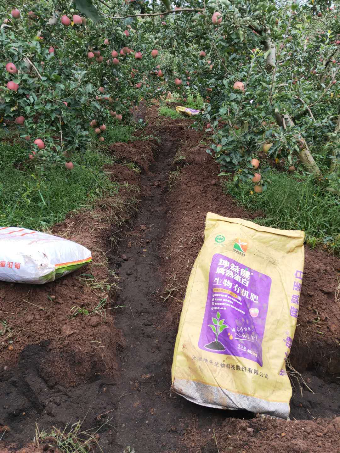 1598498463373185.jpg 秋施基肥穴施三十公分.jpg