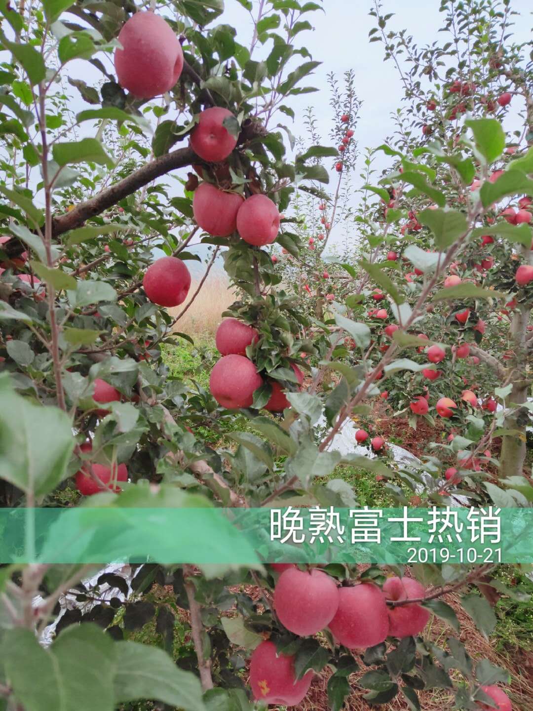 1598498522416259.jpg 微信圖片_20200824135527.jpg