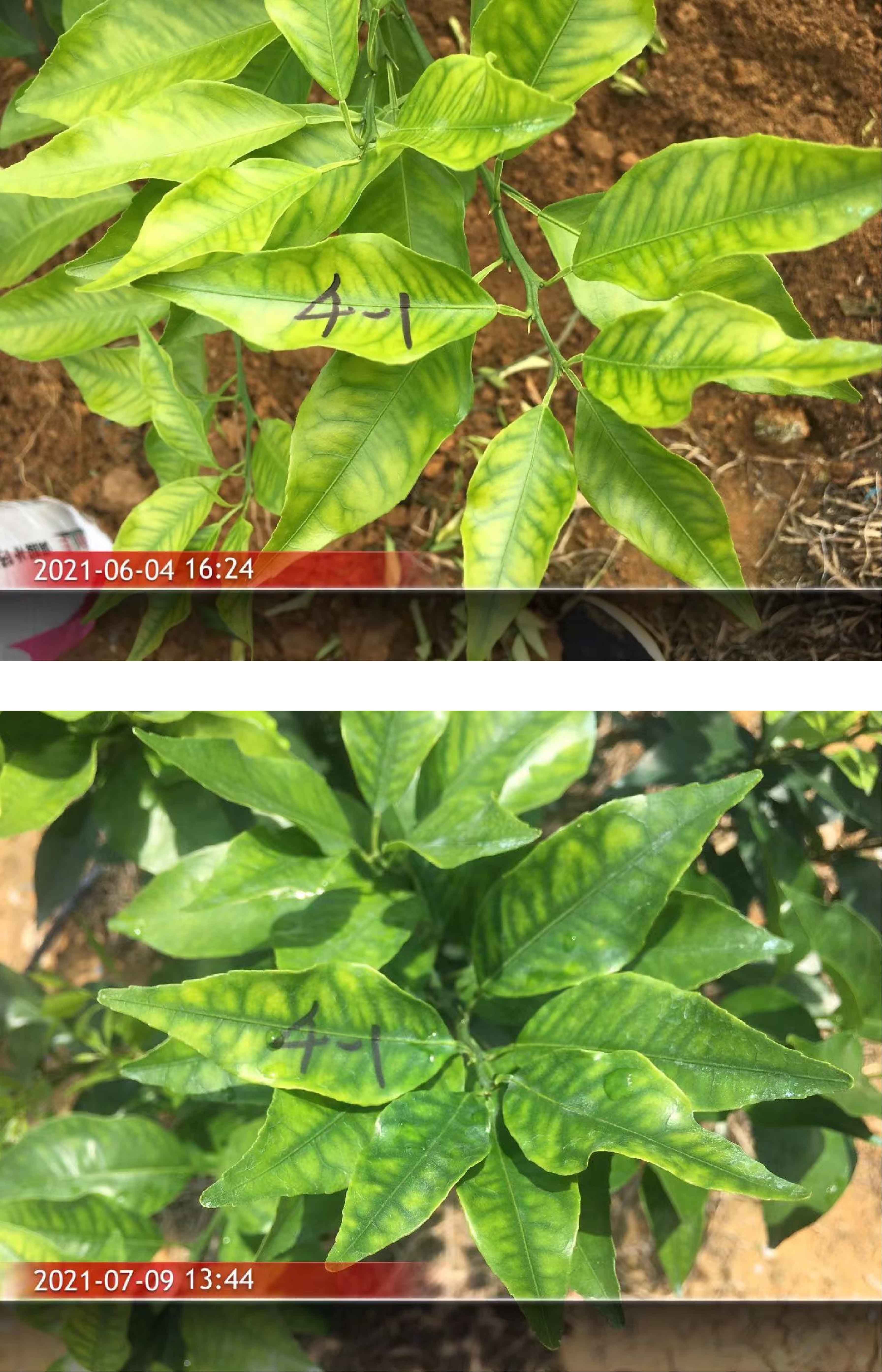 1627003260632346.jpg 柑橘2-01.jpg