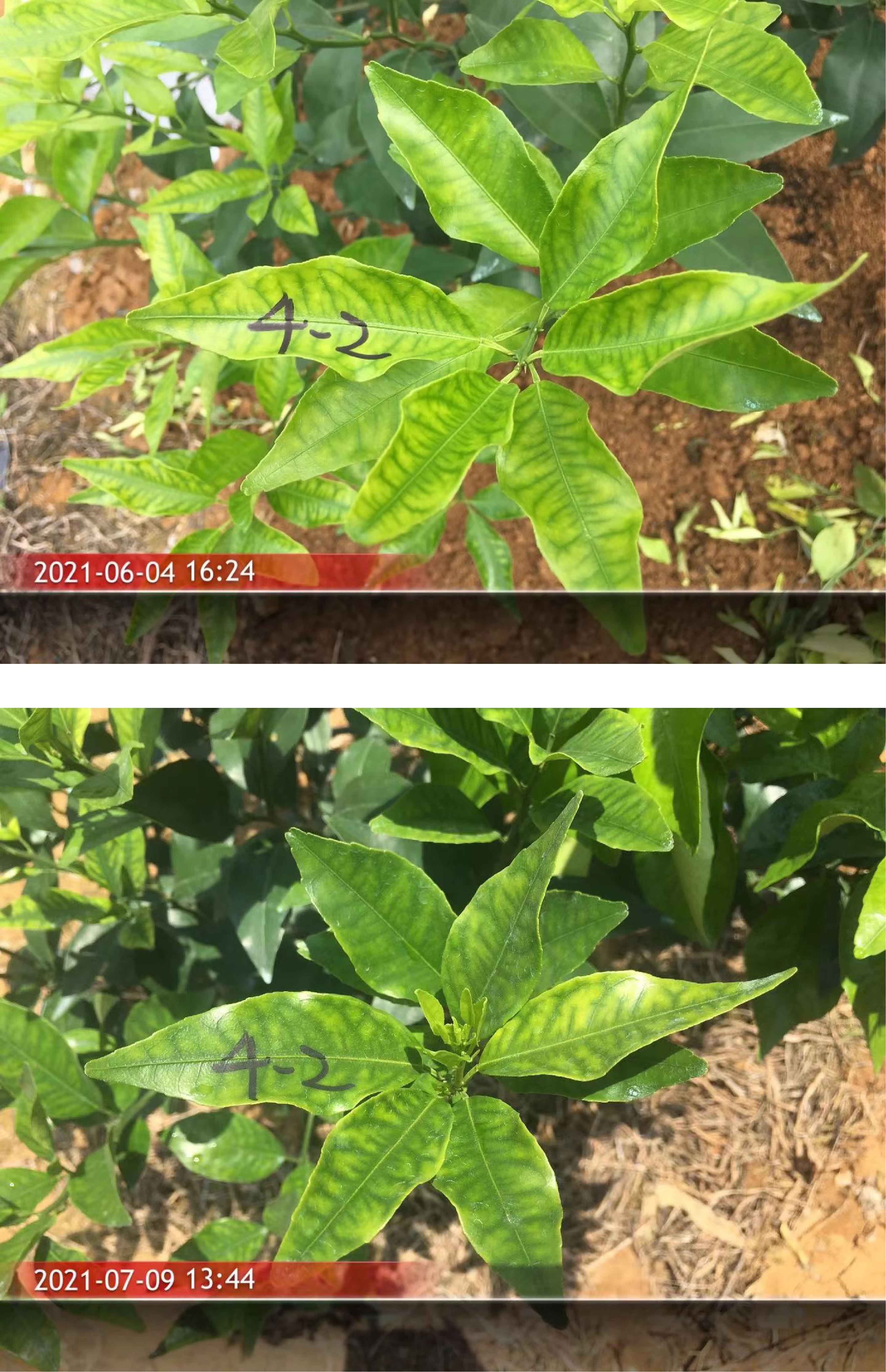 1627003282773882.jpg 柑橘3-01-01.jpg