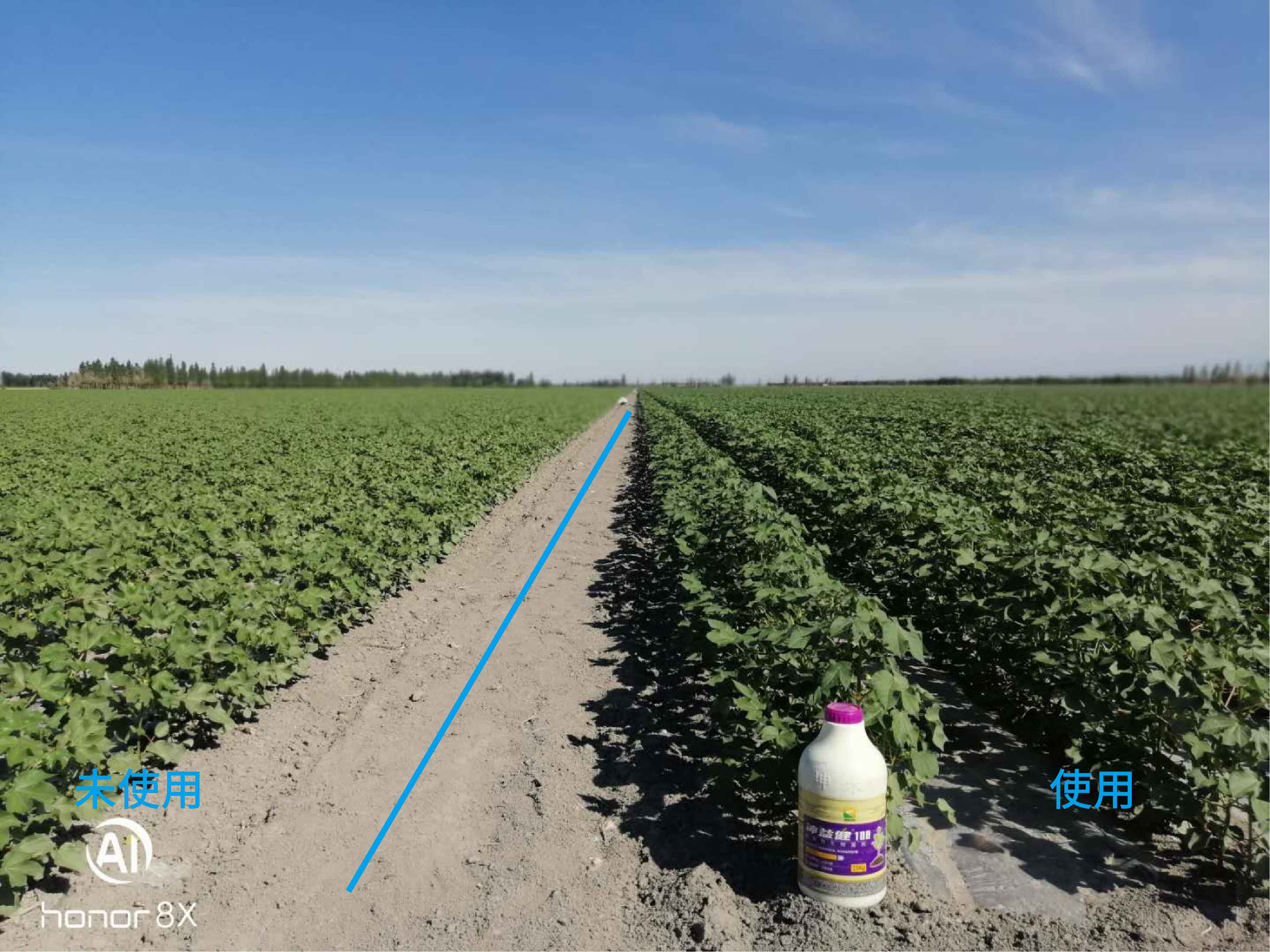 1627003493310559.jpg 棉花1-01.jpg