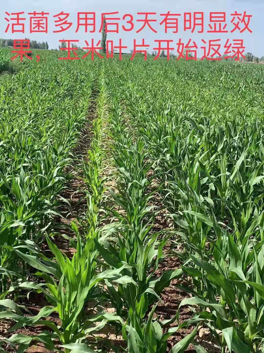 1627003608470849.jpg 玉米3.jpg