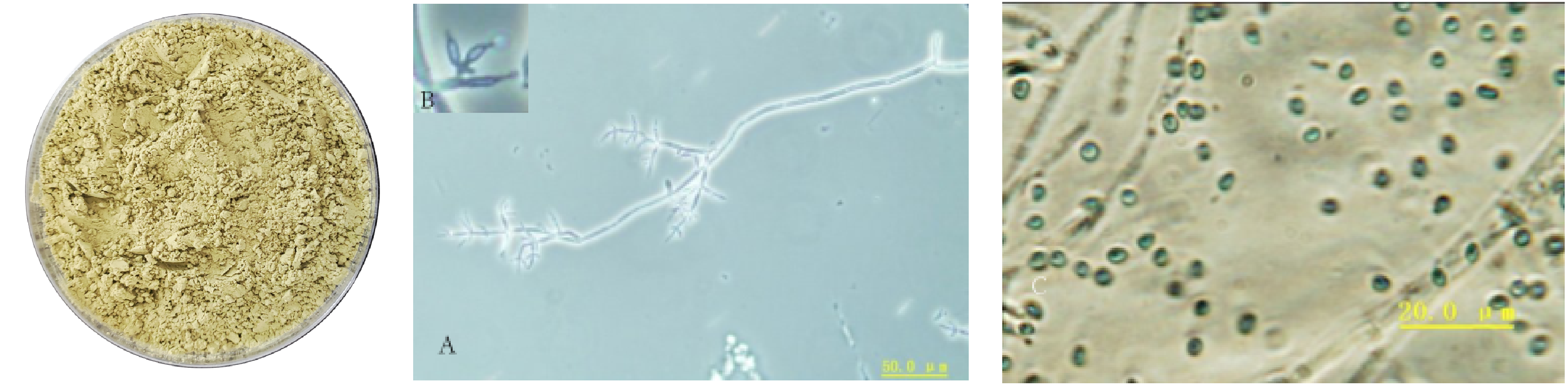 1664507143681809.png 哈茨木霉-01.png