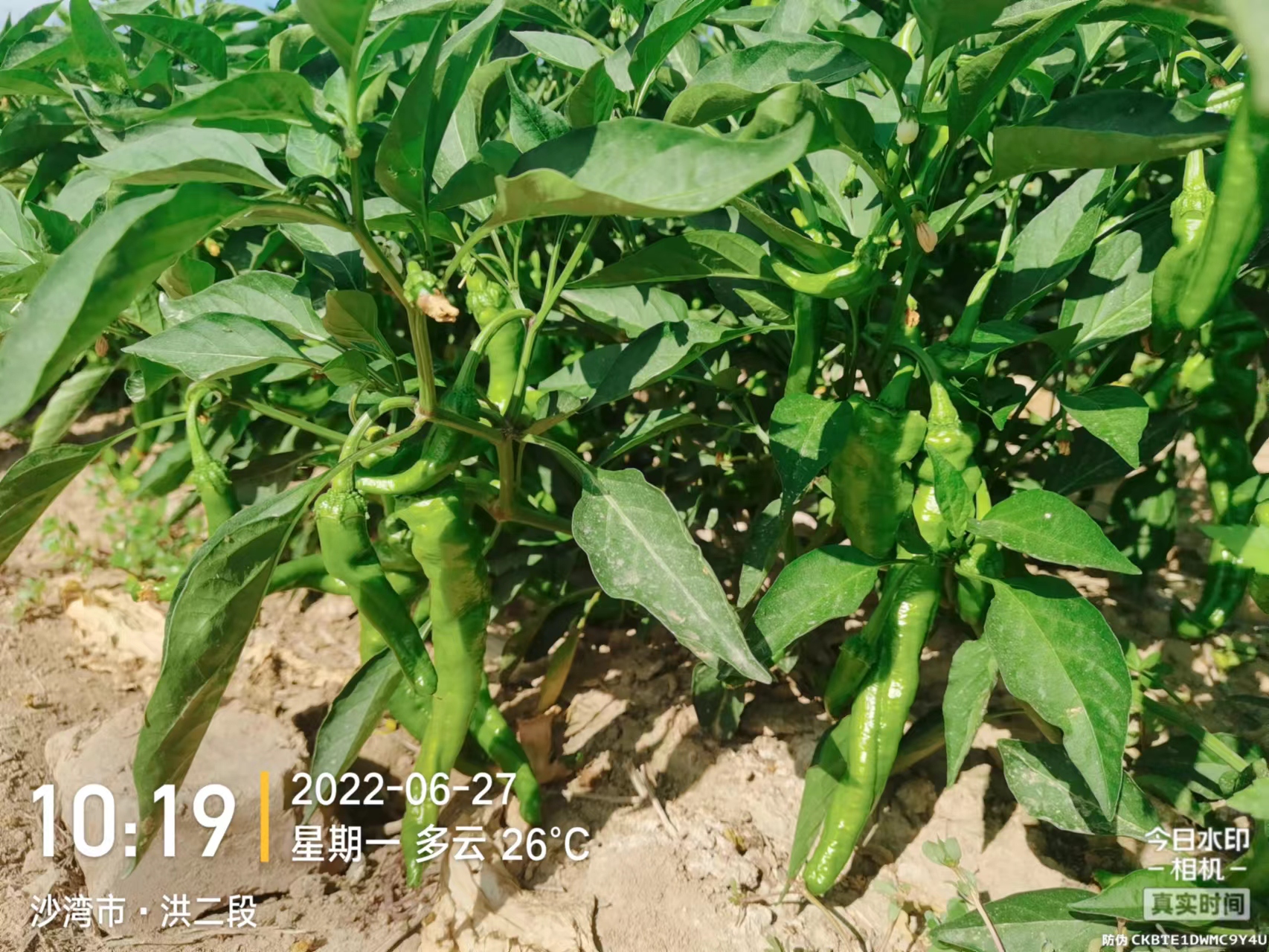 1672886750481344.jpg 微信圖片_202206271041371.jpg