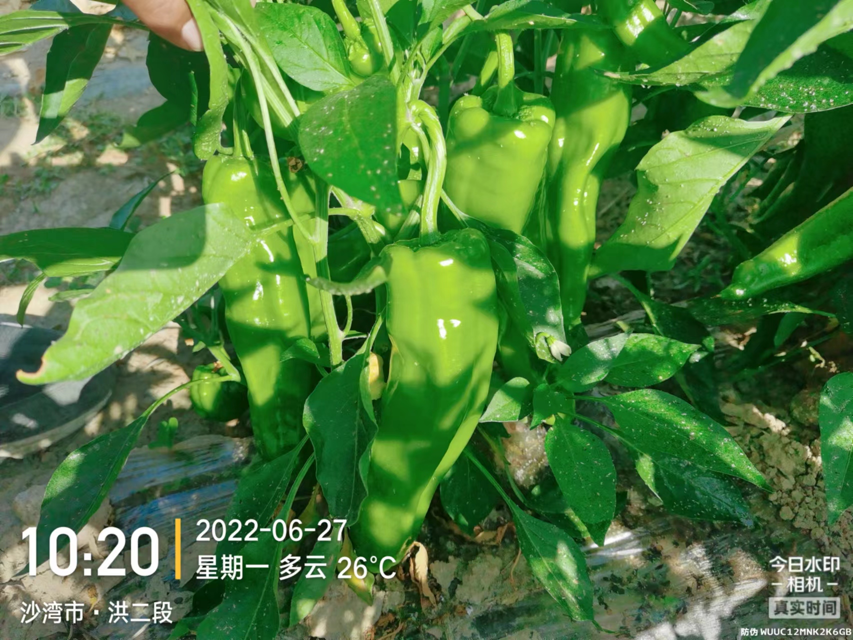 1672886763269850.jpg 微信圖片_202206271041375.jpg